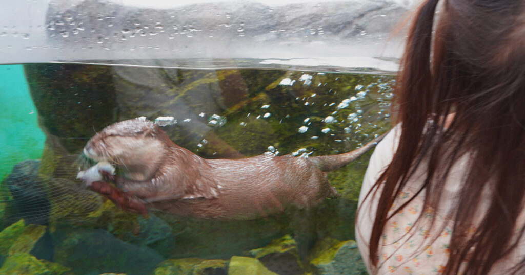 四国水族館カワウソお食事タイム