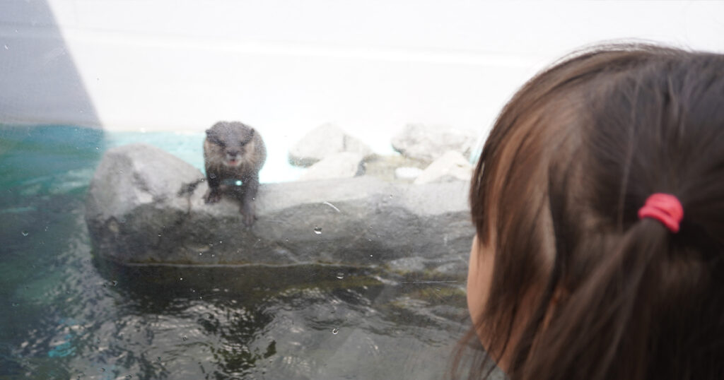 四国水族館カワウソお食事タイム