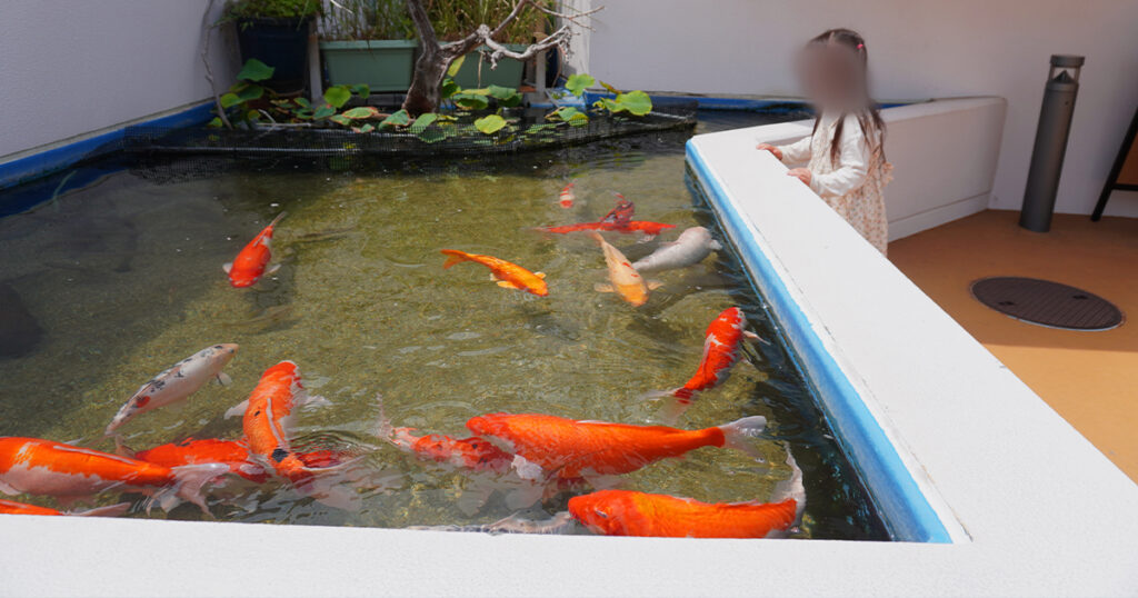 四国水族館・鯉を観察