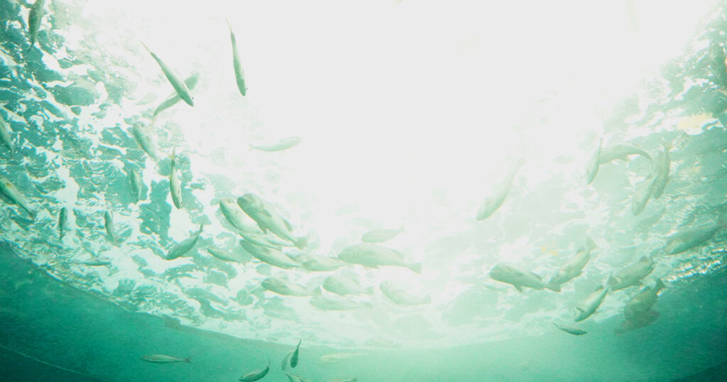 四国水族館・幻想的な水槽