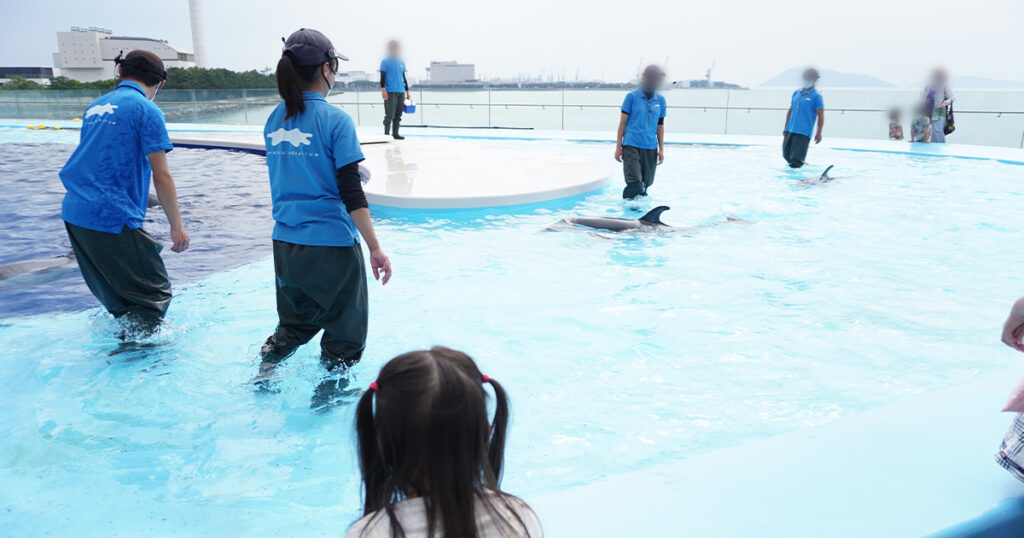 四国水族館・間近で見れるイルカ