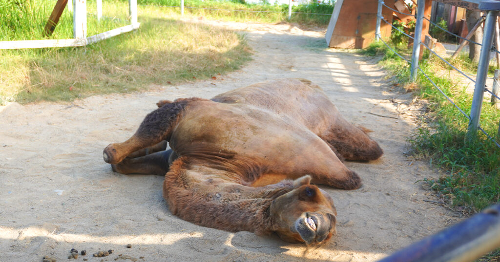 神戸どうぶつ王国のラクダ