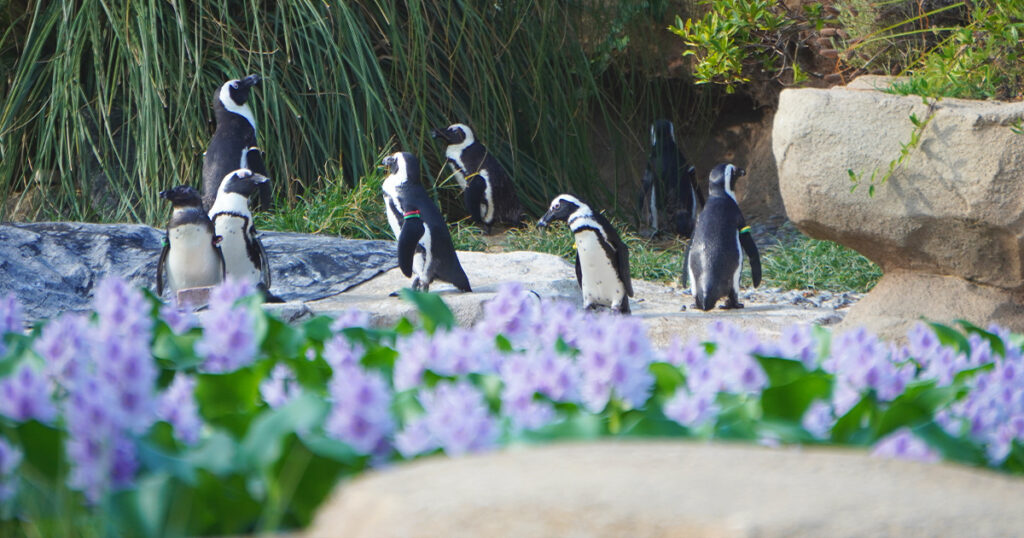 神戸どうぶつ王国のペンギン