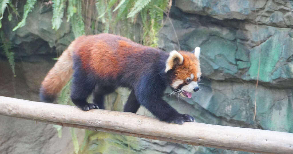 神戸どうぶつ王国のレッサーパンダ