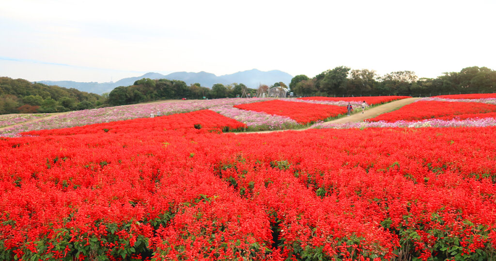 あわじ花さじき