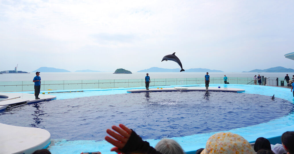 四国水族館のイルカショー