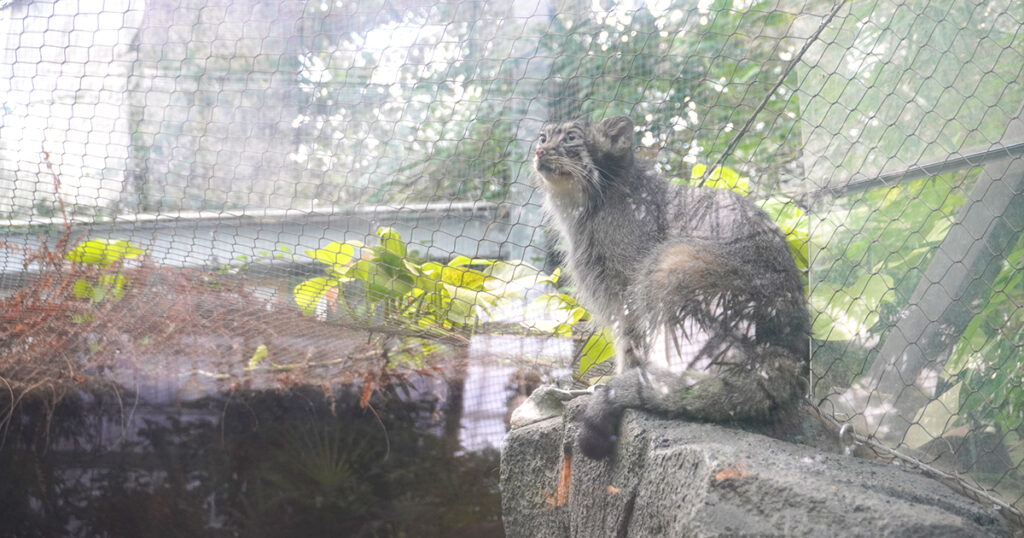 神戸どうぶつ王国のマヌルネコ