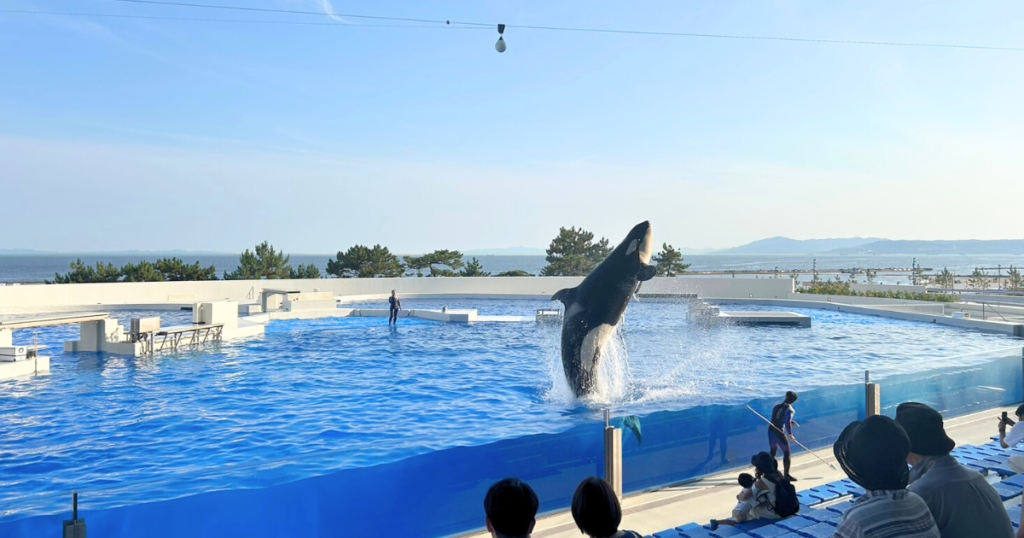 シャチショー後トレーナーとの練習風景