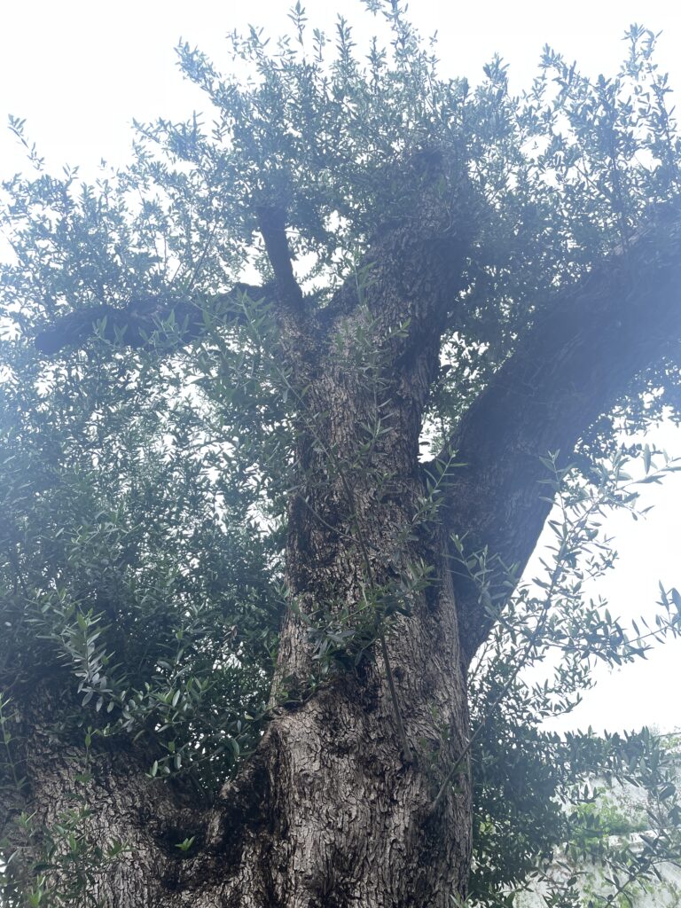 フランス館