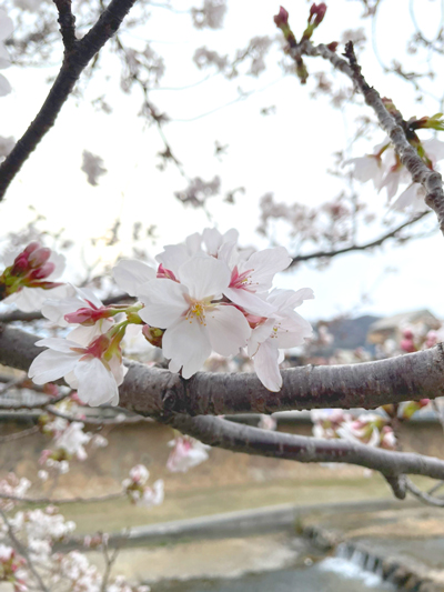 芦屋川で撮影した桜