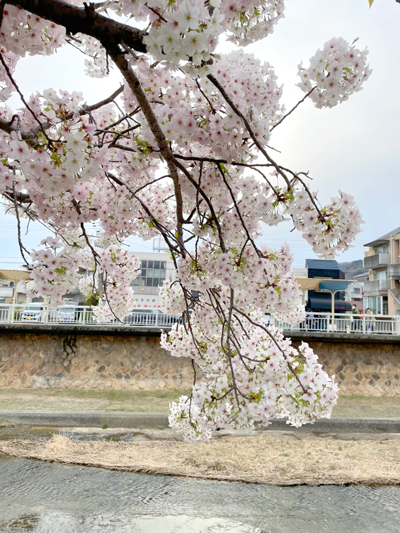 芦屋川で撮影した桜